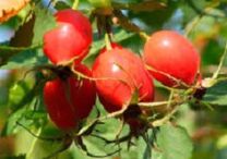 De voordelen van vitamine P voor de hersenen